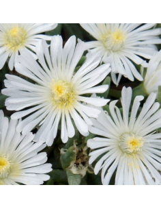 Pourpier Wheels of wonder white 2