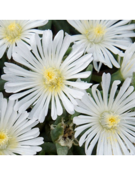 Pourpier Wheels of wonder white