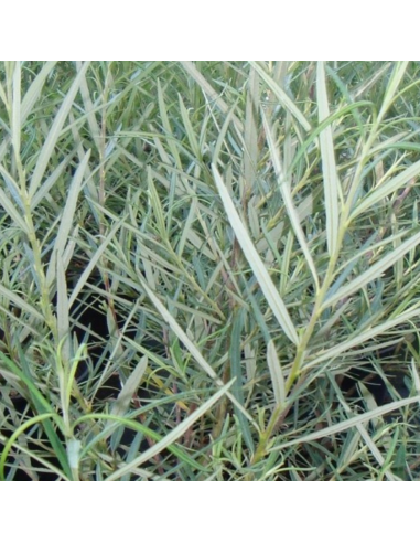 Saule à feuilles de romarin - Salix Rosmarinifolia