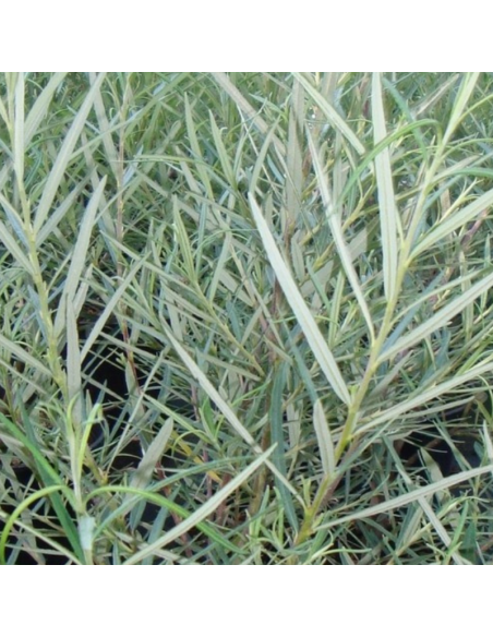 Saule à feuilles de romarin - Salix Rosmarinifolia
