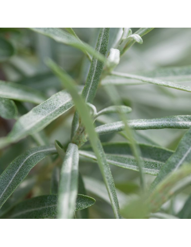 Saule à feuilles de romarin - Salix Rosmarinifolia