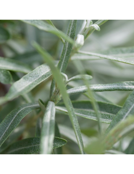 Saule à feuilles de romarin - Salix Rosmarinifolia