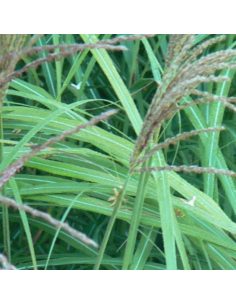 Eulalie Emmanuel Lepage - Miscanthus Sinensis