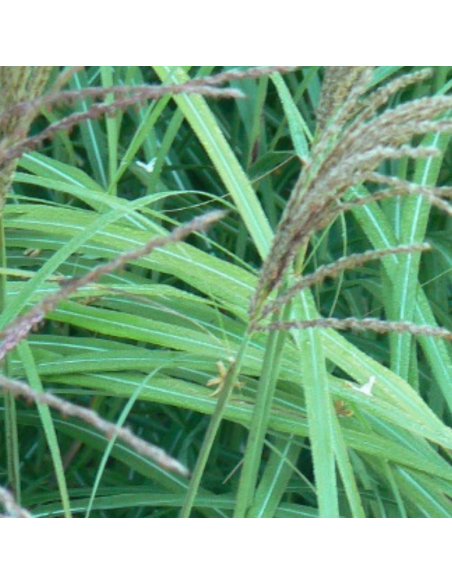 Eulalie Emmanuel Lepage - Miscanthus Sinensis