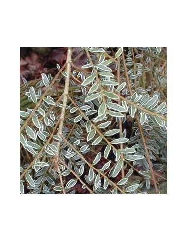 Chèvrefeuille à feuille de buis "Silver beauty"