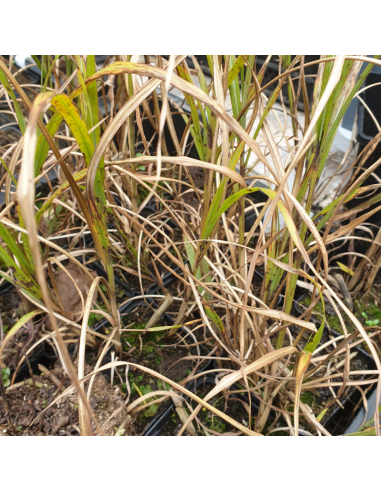 Eulalie Emmanuel Lepage - Miscanthus Sinensis