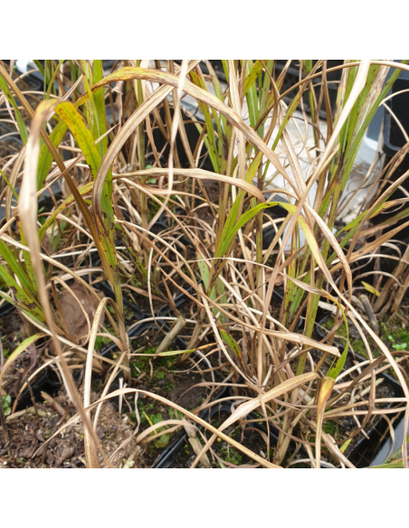 Eulalie Emmanuel Lepage - Miscanthus Sinensis