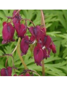 Coeur de Marie Bacchanal