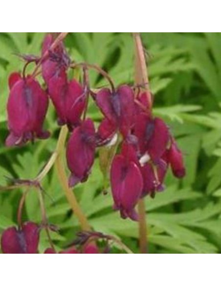 Coeur de Marie Bacchanal