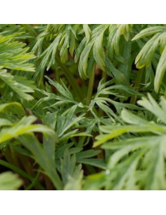 Coeur de Marie Bacchanal 2