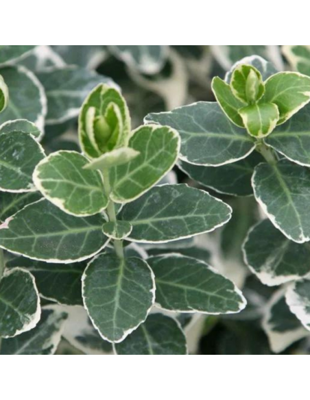 Fusain d'Europe Emerald gaiety - Euonymus Emerald Gaiety