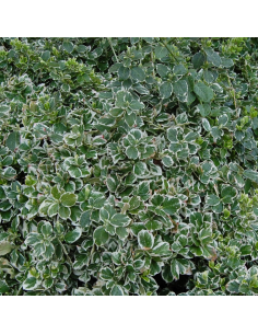 Fusain d'Europe Emerald gaiety - Euonymus Emerald Gaiety 2