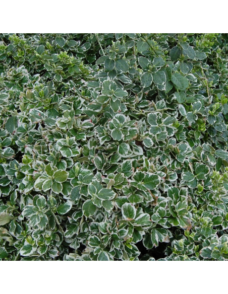 Fusain d'Europe Emerald gaiety - Euonymus Emerald Gaiety