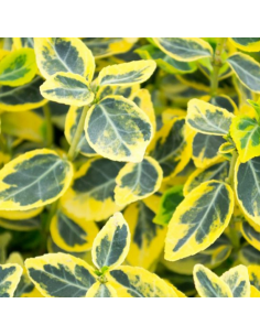 Fusain d'Europe Emerald n'gold - Euonymus Emerald n'gold