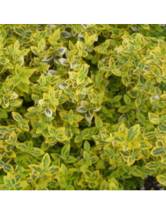 Fusain d'Europe Emerald n'gold - Euonymus Emerald n'gold 2