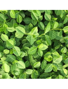 Fusain persistant Coloratus - Euonymus Fortunei Coloratus 2