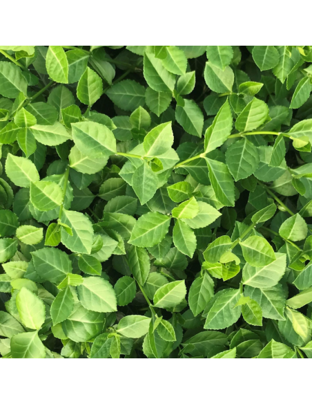 Fusain persistant Coloratus - Euonymus Fortunei Coloratus