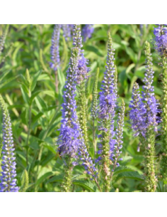 Véronique à longues feuilles Blauriesin