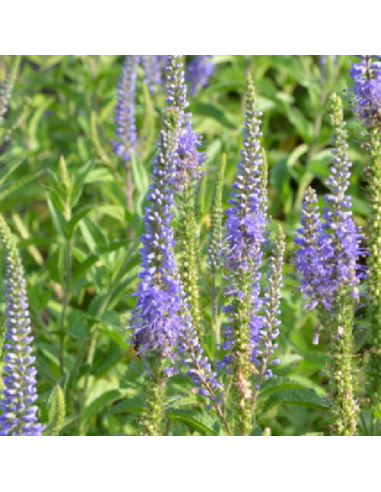 Véronique à longues feuilles Blauriesin