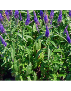 Véronique à longues feuilles Blauriesin 2