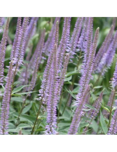 Véronique de Virginie - Veronicastrum Virginicum Fascination