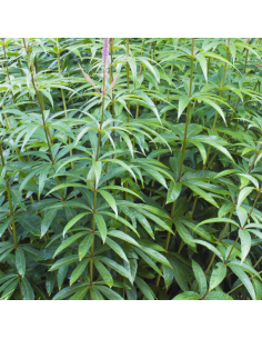 Véronique de Virginie - Veronicastrum Virginicum Fascination 2