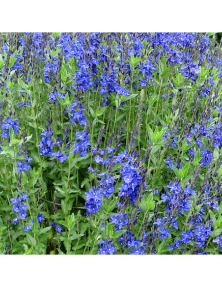 Véronique d'Autriche - Veronica Austriaca Knallblau