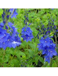 Véronique d'Autriche - Veronica Austriaca Knallblau 2