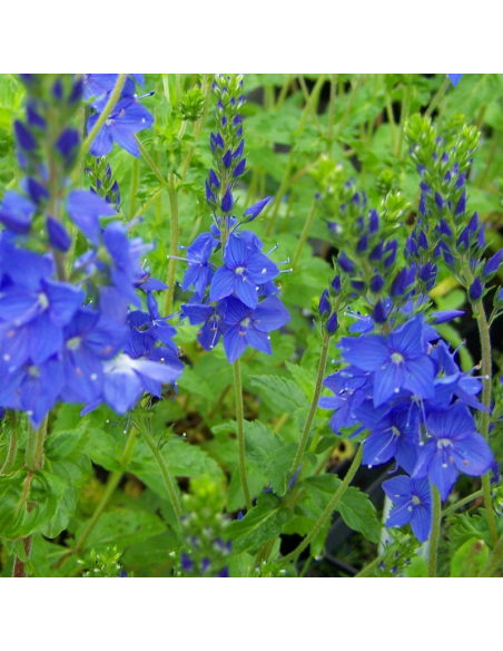 Véronique d'Autriche - Veronica Austriaca Knallblau