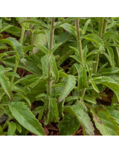 Véronique en épis Heidekind