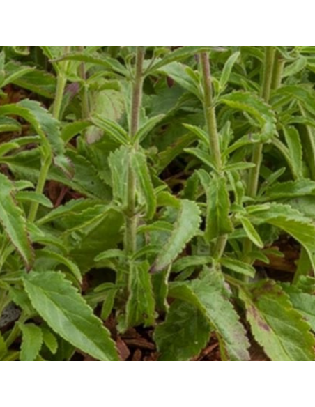 Véronique en épis Heidekind