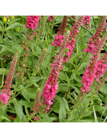 Véronique en épis Rotfuchs