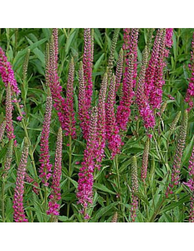 Véronique en épis Rotfuchs