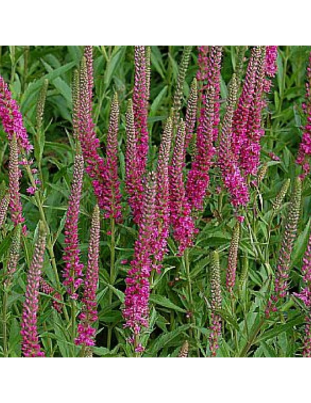 Véronique en épis Rotfuchs