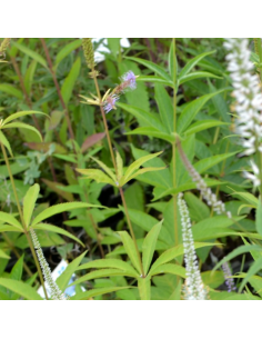 Véronique de Virginie - Veronicastrum Virginicum Diane 2