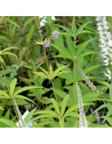 Véronique de Virginie - Veronicastrum...