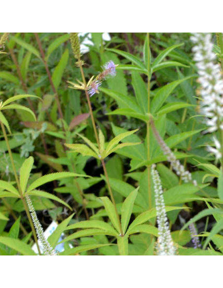 Véronique de Virginie - Veronicastrum Virginicum Diane