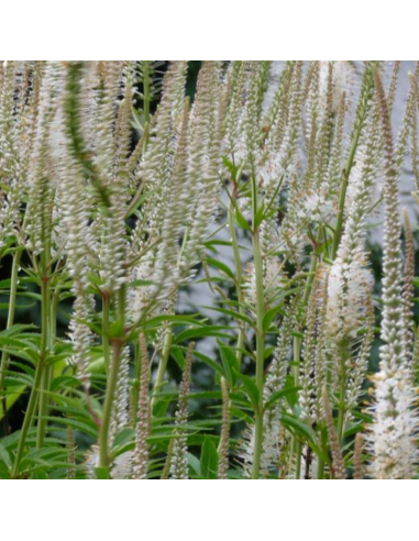 Véronique de Virginie - Veronicastrum Virginicum Diane