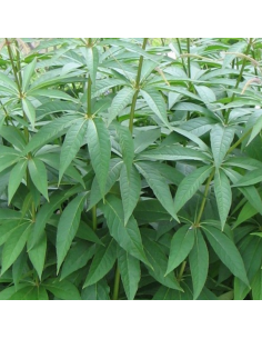 Véronique de Virginie - Veronicastrum Virginicum... 2