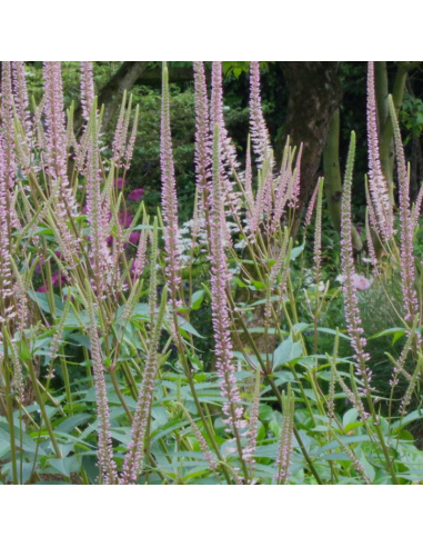 Véronique de Virginie - Veronicastrum Virginicum Pink glow