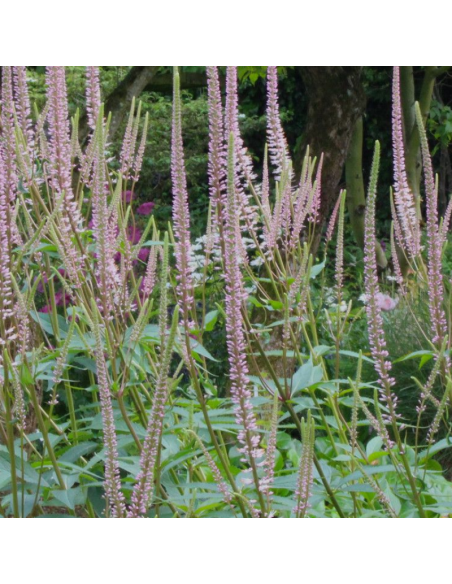 Véronique de Virginie - Veronicastrum Virginicum Pink glow