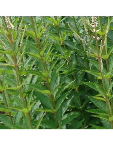 Véronique de Virginie - Veronicastrum...