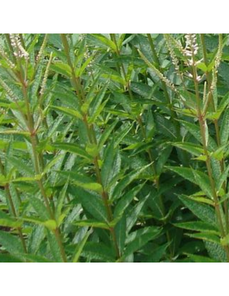 Véronique de Virginie - Veronicastrum Virginicum Pink glow