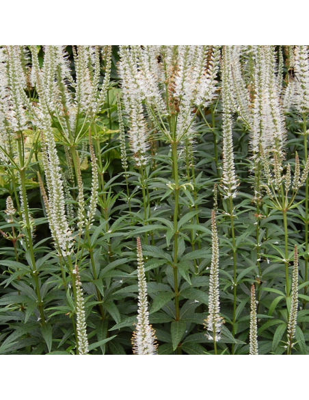 Véronique de Virginie - Veronicastrum Virginicum Album