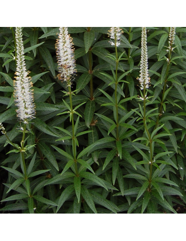 Véronique de Virginie - Veronicastrum...
