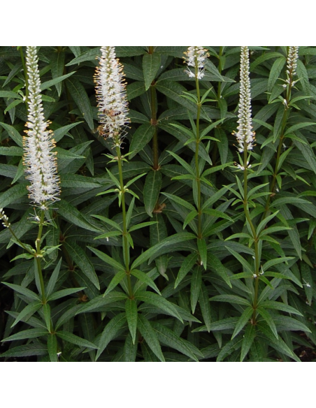 Véronique de Virginie - Veronicastrum Virginicum Album