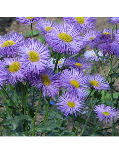 Vergerette Azur beauty