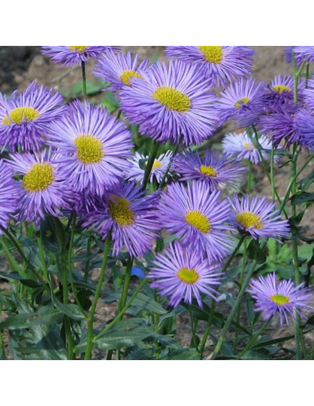 Vergerette Azur beauty