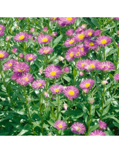 Vergerette Rosa jewel