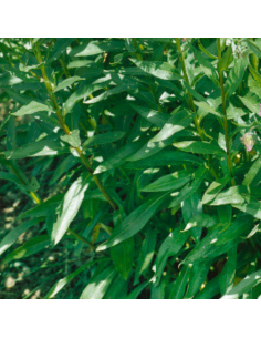 Vergerette Rosa jewel 2